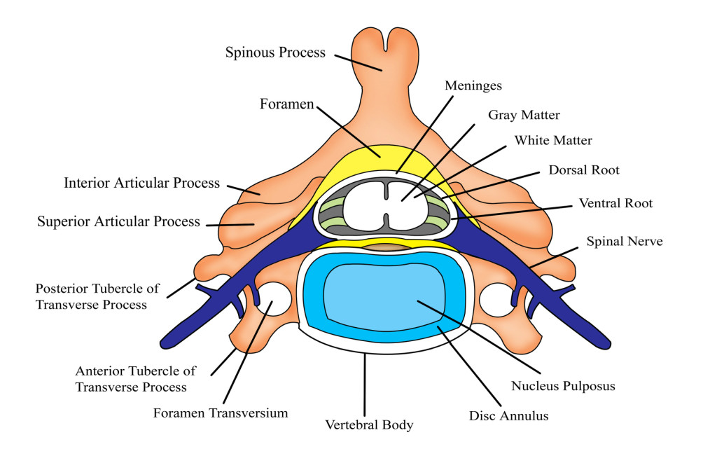 The Lumbar Spine: Understanding the Science Behind Both Movement and ...