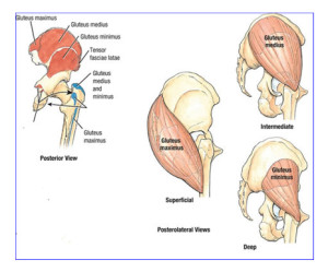 The Hip Complex: Understanding the Science Behind Both Movement and ...