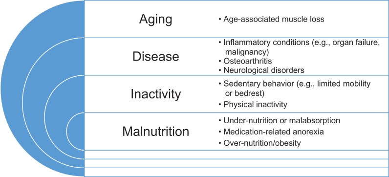 aging and muscle loss