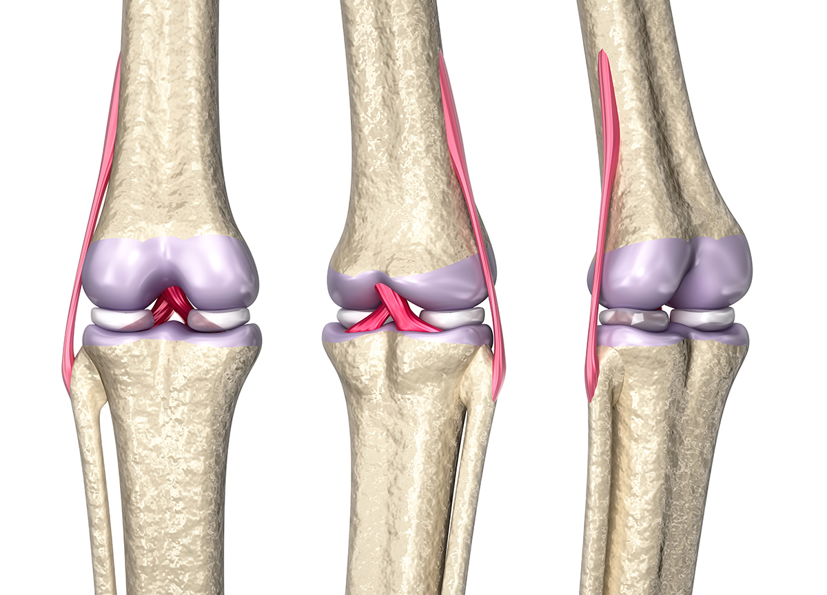 Knee joint anatomy, 3D model