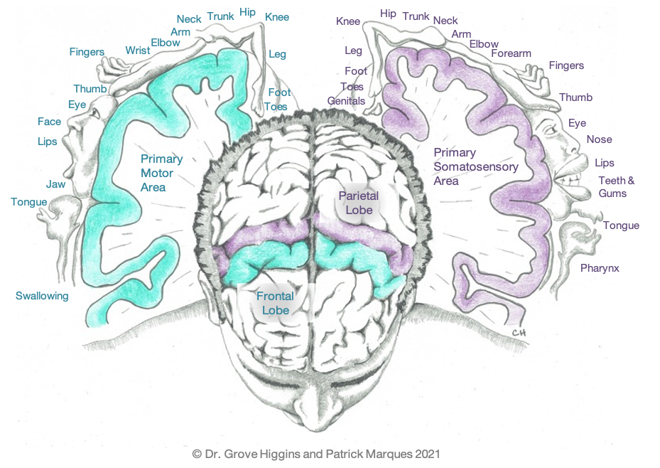 Stroke-Neuroplasticity