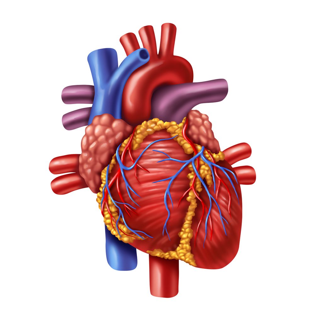 Cholesterol and Heart Disease | Fact Sheet from PCRM - MedFitNetwork