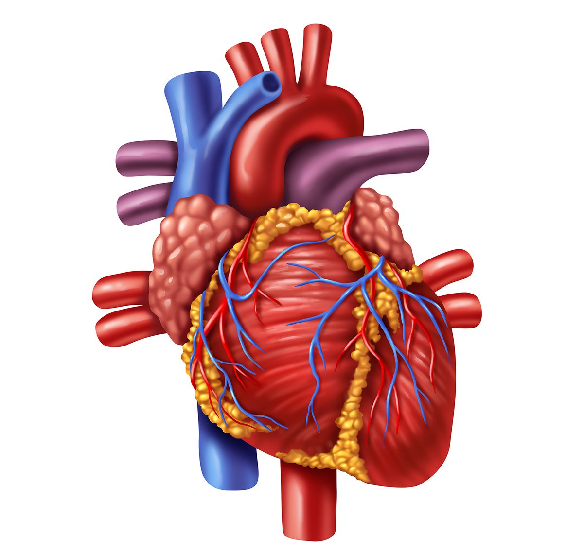 heart-illustration