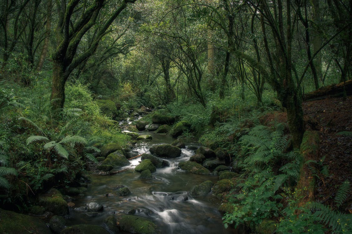 Forest with Stream