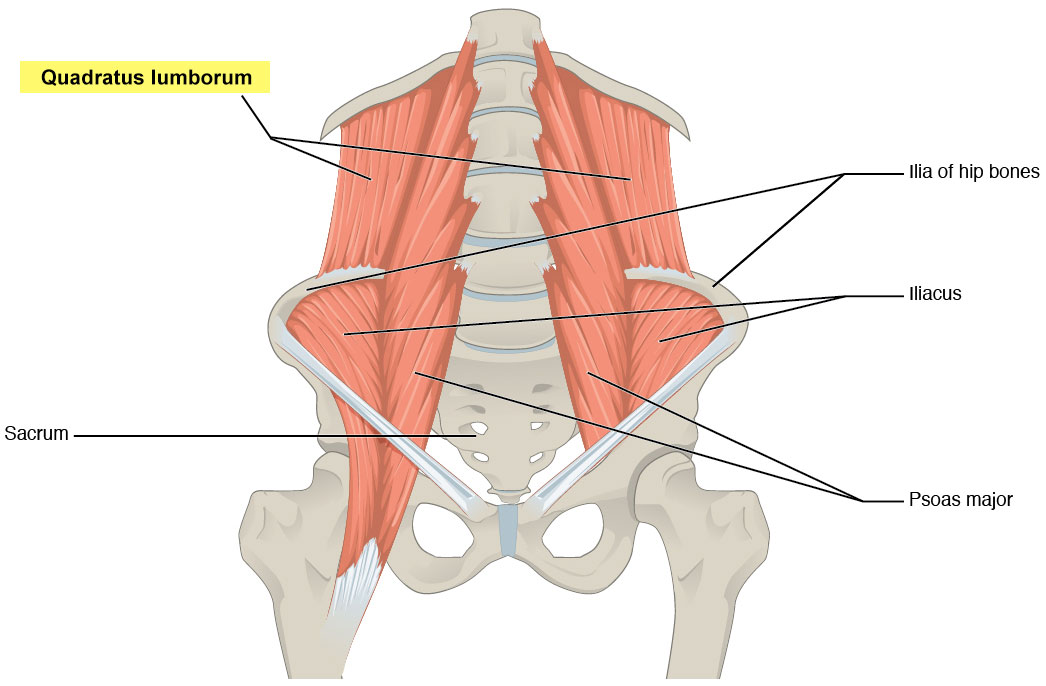 Muscles-of-the-Abdomen