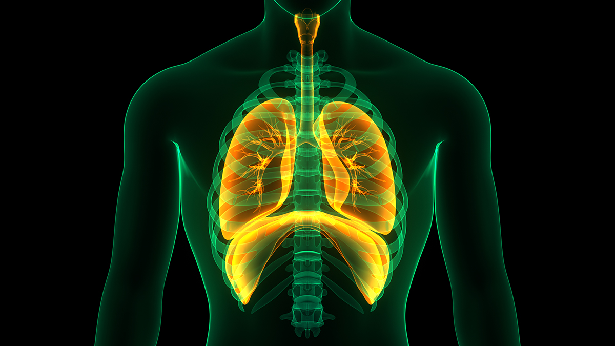 diaphragm-lungs
